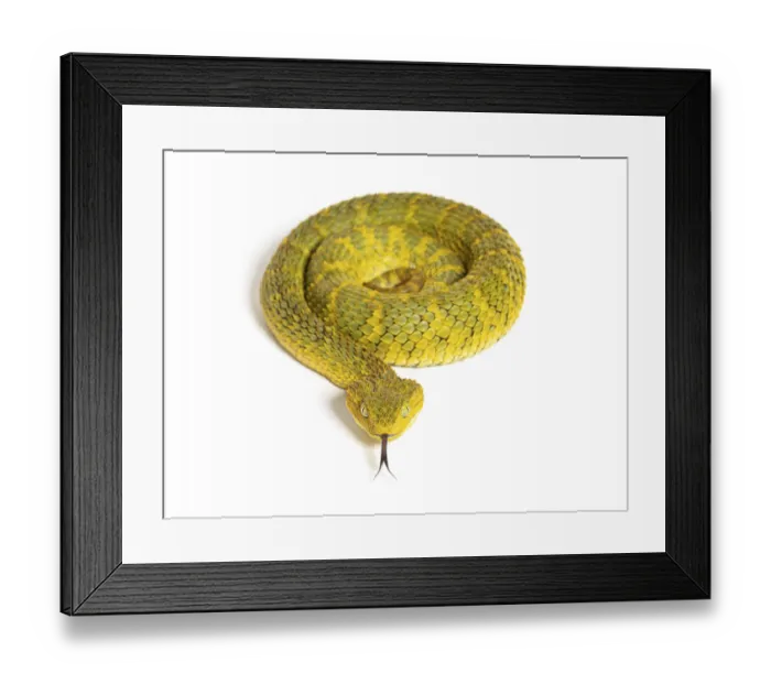 Framed Print : Leaf viper with its tongue out Framed Print : Leaf viper with its tongue out