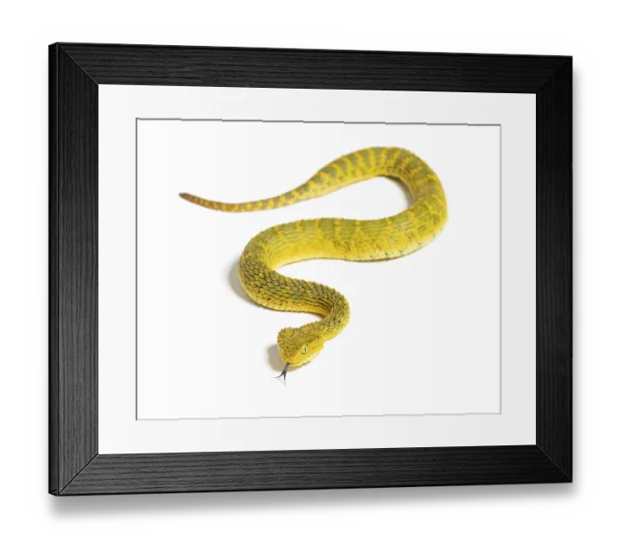 Framed Print : Leaf viper with its tongue out Framed Print : Leaf viper with its tongue out