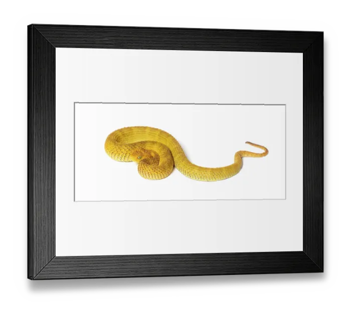 Framed Print : Leaf viper, Atheris squamigera, isolated on white