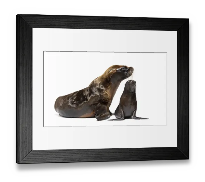 Framed Print : Two months old Pup and its mother South American sea lion