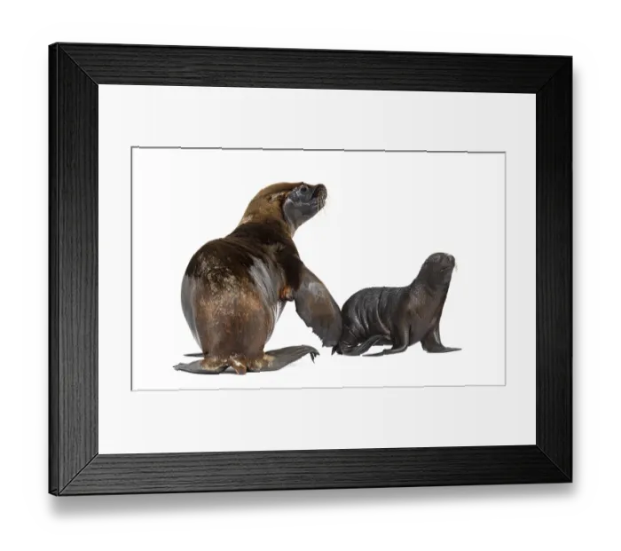 Framed Print : Two months old Pup and its mother South American sea lion Framed Print : Two months old Pup and its mother South American sea lion
