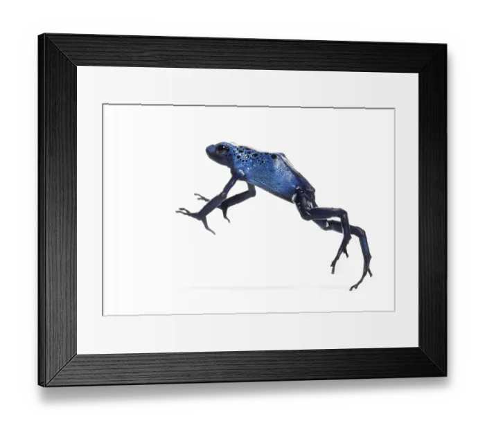 Framed Print : Blue poison dart frog jumping, Dendrobates tinctorius azureus