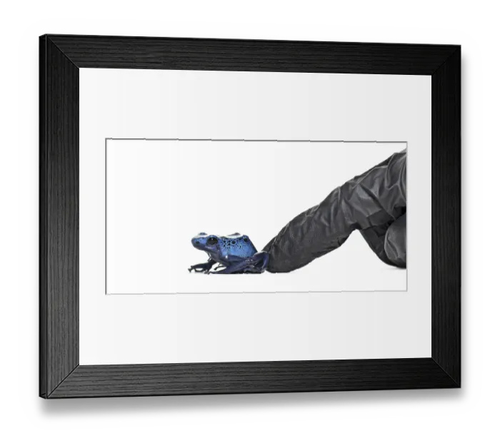 Framed Print : A finger of a person in a glove pushing a Blue poison dart frog