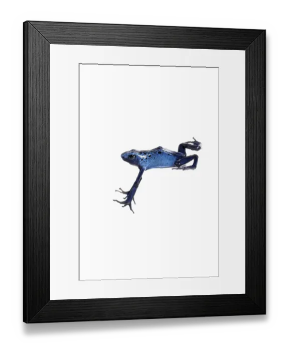 Framed Print : Blue poison dart frog jumping, Dendrobates tinctorius azureus