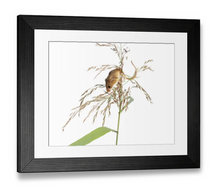 Framed Print : Harvest mouse, Micromys minutus