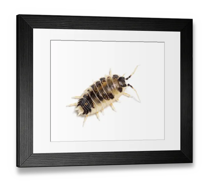 Framed Print : Dairy Cow Panda Isopod Woodlouse Framed Print : Dairy Cow Panda Isopod Woodlouse