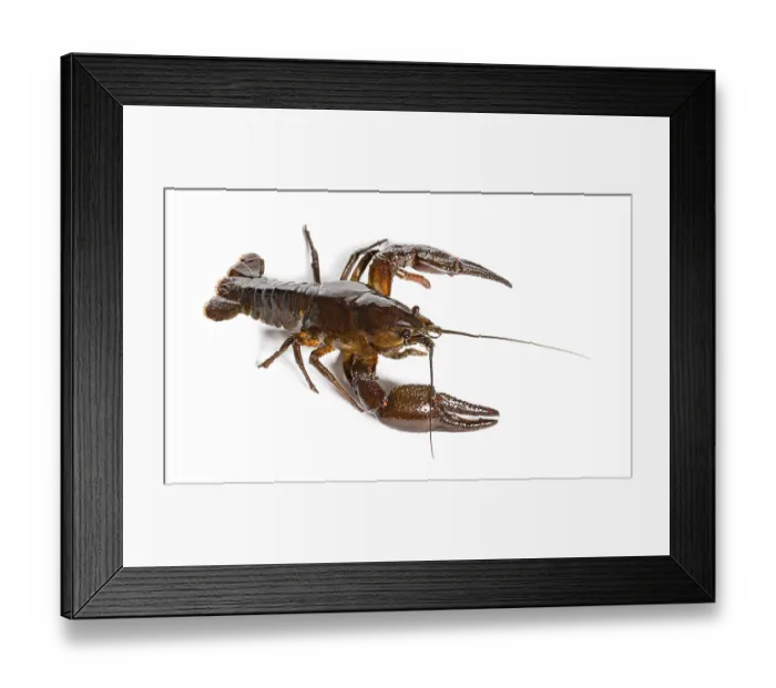 Framed Print : European crayfish or Broad-fingered crayfish