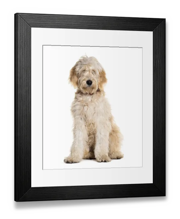 Framed Print : Doodle dog, Mixed breed between a golden Retriever and a poodle
