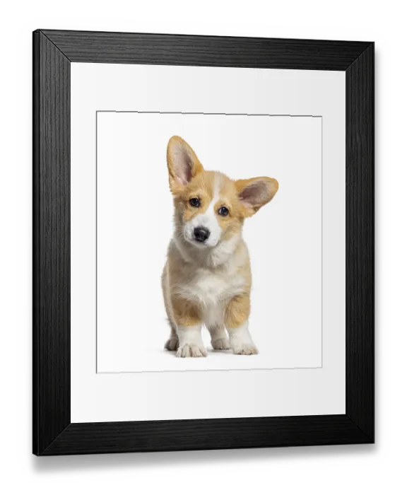 Framed Print : Sitting Puppy Welsh Corgi Pembroke looking at camera