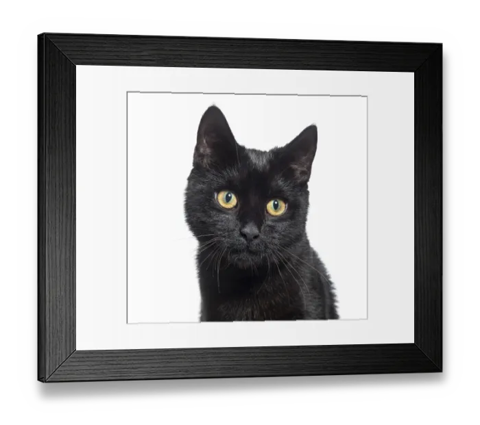 Framed Print : Head shot of a black Kitten crossbreed cat yellow eyed