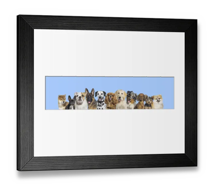 Framed Print : Row of different size and breed dogs over blue horizontal social media or web banner with copy space for text