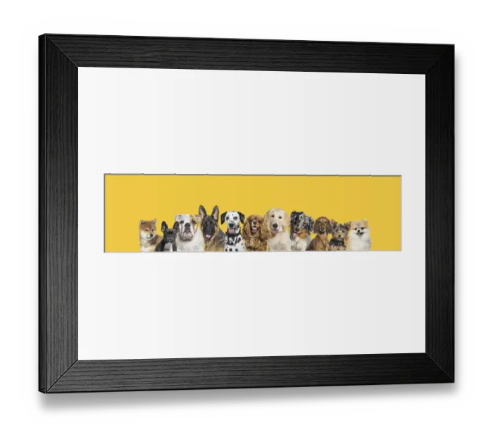 Framed Print : Row of different size and breed dogs over yellow horizontal social media or web banner with copy space for text