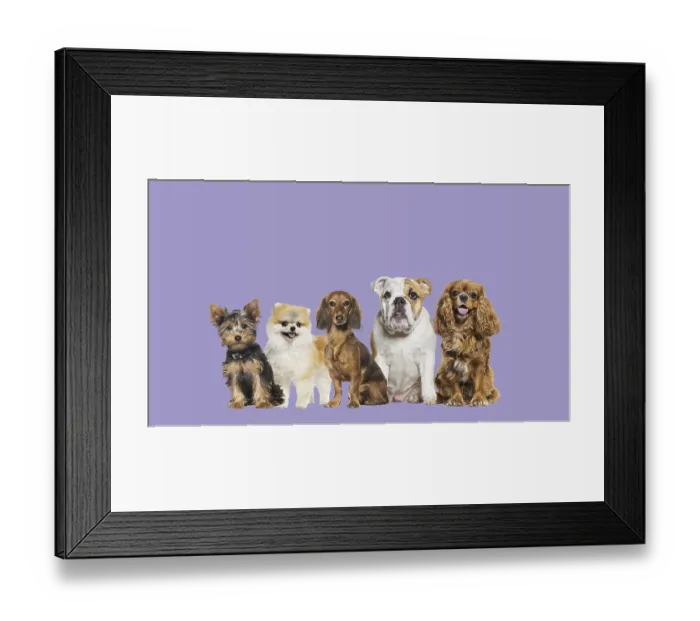 Framed Print : Group of dogs of different sizes and breeds looking at the camera