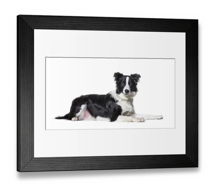 Framed Print : Black and white border collie lying down Framed Print : Black and white border collie lying down