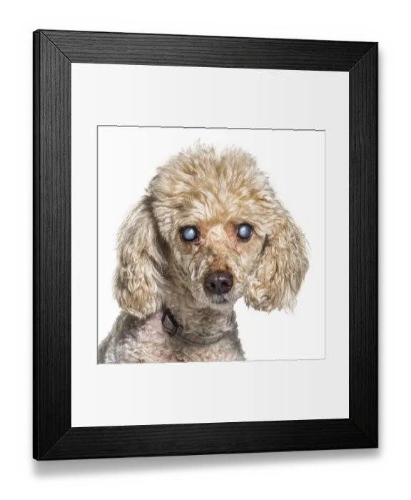Framed Print : Head shot of an old and blindness poodle dog isolated on white