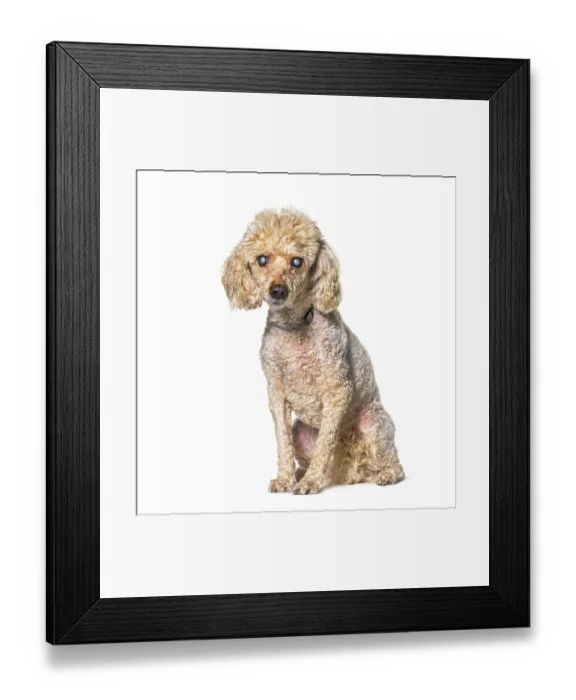Framed Print : Old blindness poodle dog isolated on white