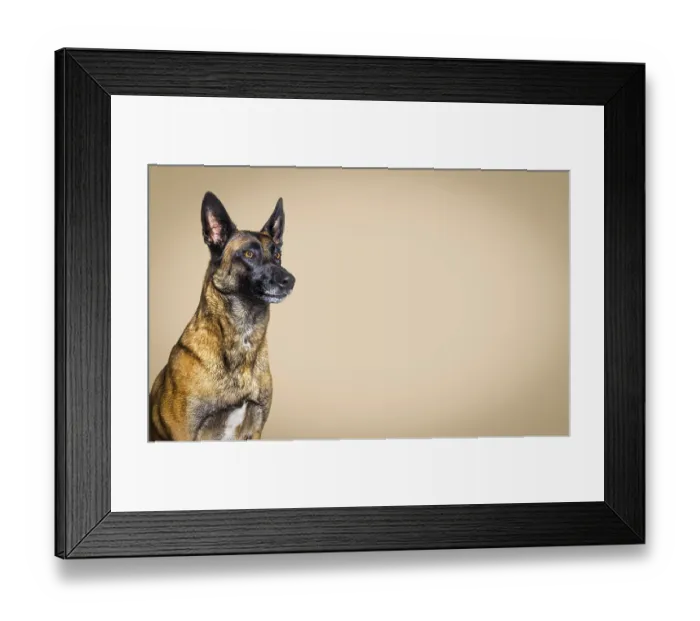 Framed Print : Head shot of a malinois dog against a brown pastel background Framed Print : Head shot of a malinois dog against a brown pastel background