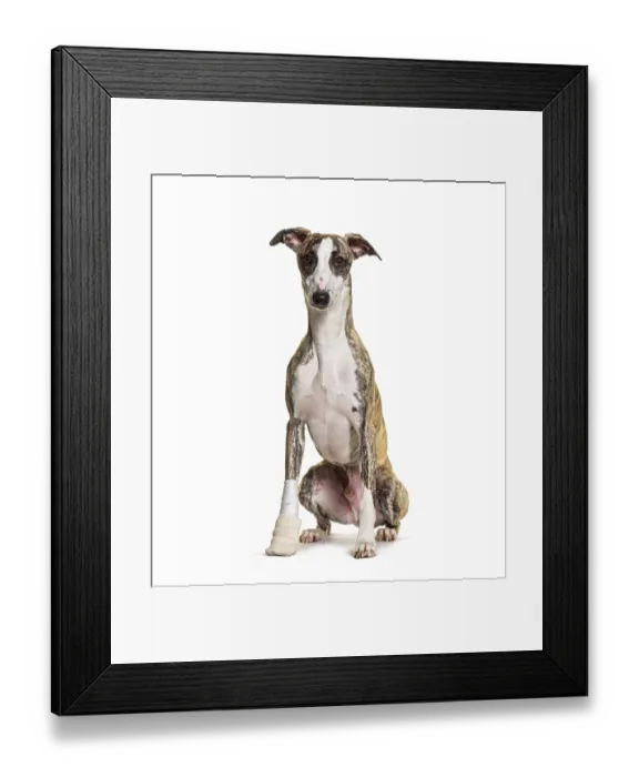 Framed Print : Injured whippet dog sitting, bandaged paw