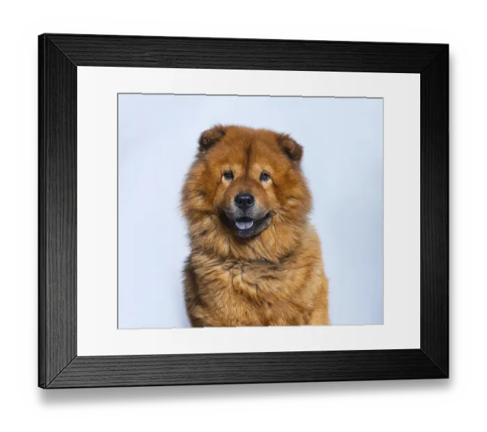 Framed Print : Head shot of Reddish coated Chow Chow looking at camera Framed Print : Head shot of Reddish coated Chow Chow looking at camera