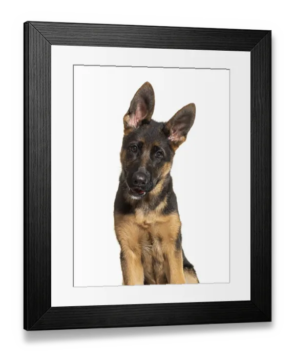 Framed Print : Portrait of German shepherd dog black and tan looking at camera