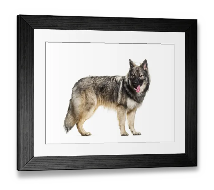 Framed Print : Side view, profile, of standing dog making a face isolated on white Framed Print : Side view, profile, of standing dog making a face isolated on white