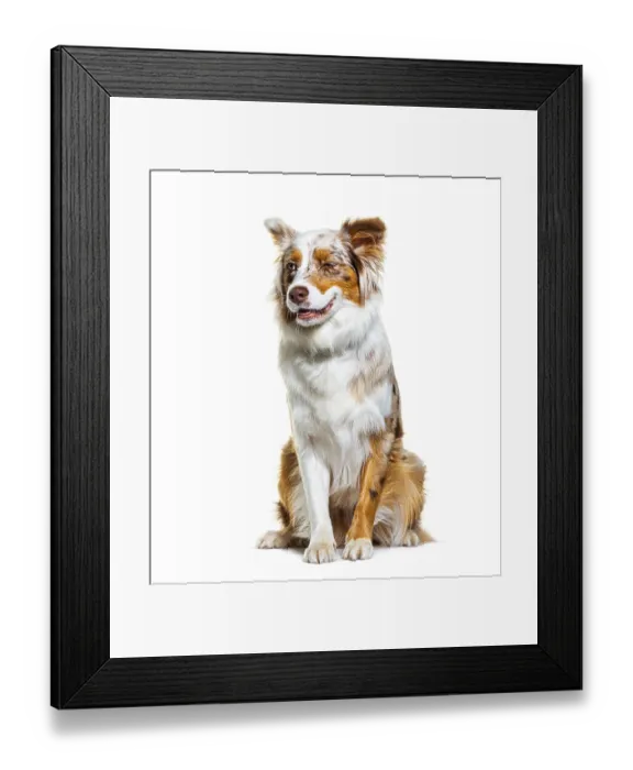 Framed Print : Red merle australian shepherd Framed Print : Red merle australian shepherd