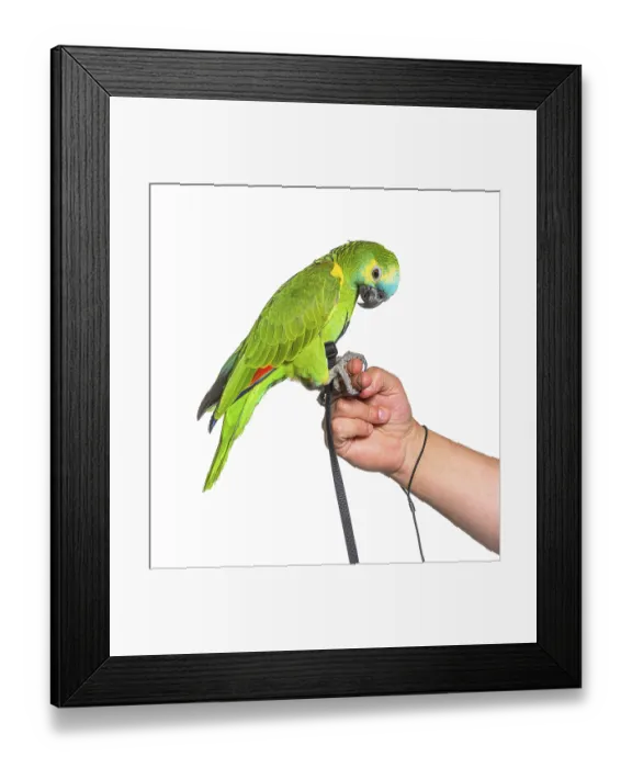 Framed Print : Side view of Turquoise-fronted amazon hold in a human hand with an harness Framed Print : Side view of Turquoise-fronted amazon hold in a human hand with an harness