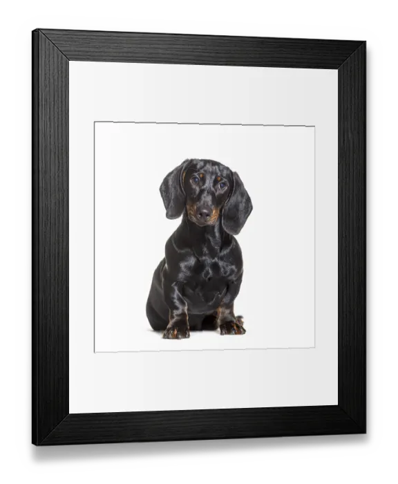 Framed Print : Dachshund dog, sitting in front of white background Framed Print : Dachshund dog, sitting in front of white background
