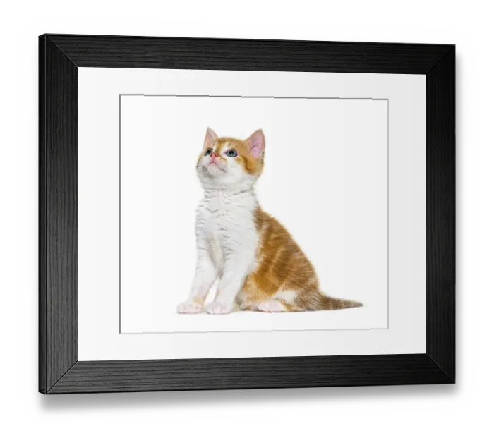 Framed Print : Kitten Mixed-breed cat ginger and white sitting and looking up Framed Print : Kitten Mixed-breed cat ginger and white sitting and looking up