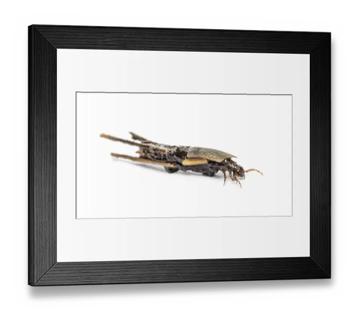 Framed Print : Caddisfly larva Phryganea specie in protective cases or shell