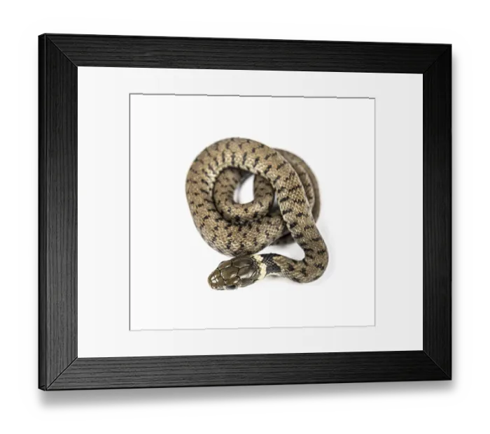 Framed Print : Grass snake, Natrix natrix, Isolated on white Framed Print : Grass snake, Natrix natrix, Isolated on white