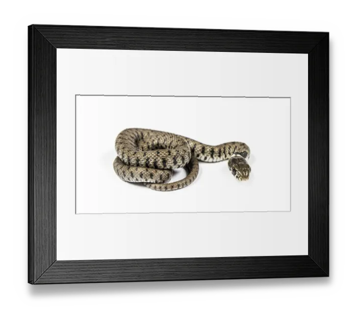 Framed Print : Grass snake, Natrix natrix, Isolated on white Framed Print : Grass snake, Natrix natrix, Isolated on white