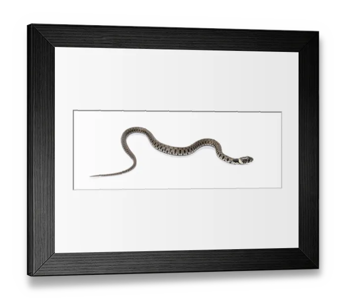 Framed Print : Grass snake, Natrix natrix, Isolated on white