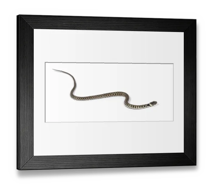 Framed Print : Grass snake, Natrix natrix, Isolated on white Framed Print : Grass snake, Natrix natrix, Isolated on white