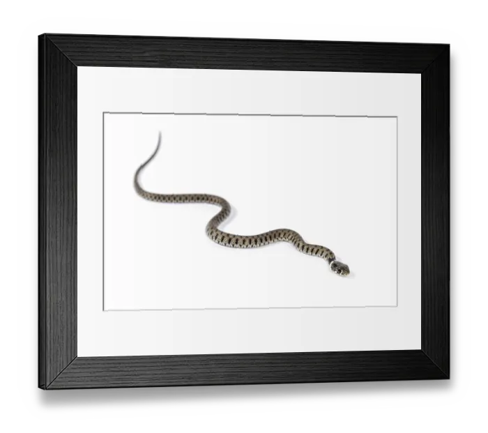 Framed Print : Grass snake, Natrix natrix, Isolated on white Framed Print : Grass snake, Natrix natrix, Isolated on white