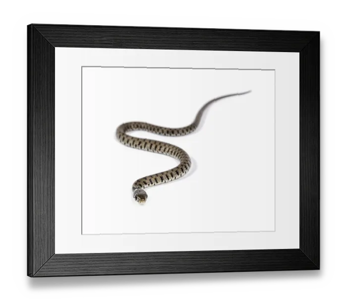 Framed Print : Grass snake, Natrix natrix, Isolated on white Framed Print : Grass snake, Natrix natrix, Isolated on white