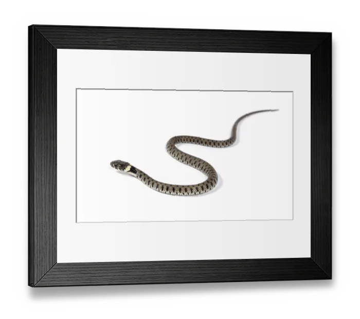 Framed Print : Grass snake, Natrix natrix, Isolated on white Framed Print : Grass snake, Natrix natrix, Isolated on white