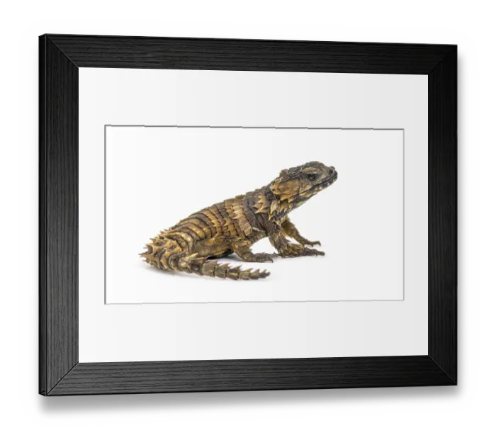 Framed Print : Armadillo girdled lizard, Ouroborus cataphractus