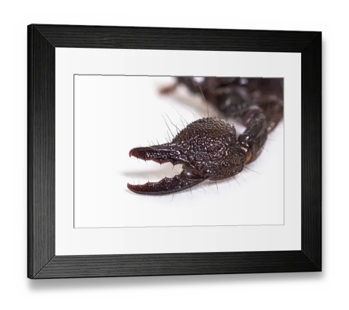 Framed Print : Claw of a Juvenile Emperor scorpion Framed Print : Claw of a Juvenile Emperor scorpion