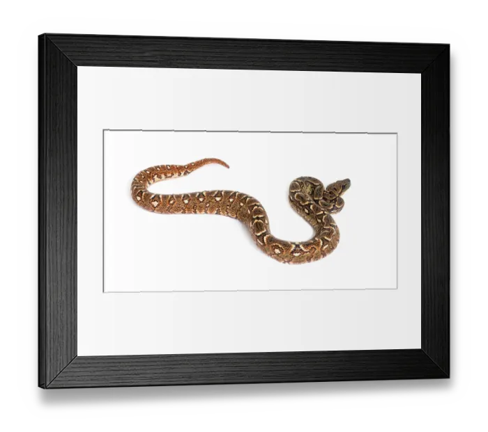 Framed Print : Young Madagascar tree boa, Sanzinia madagascariensis Framed Print : Young Madagascar tree boa, Sanzinia madagascariensis