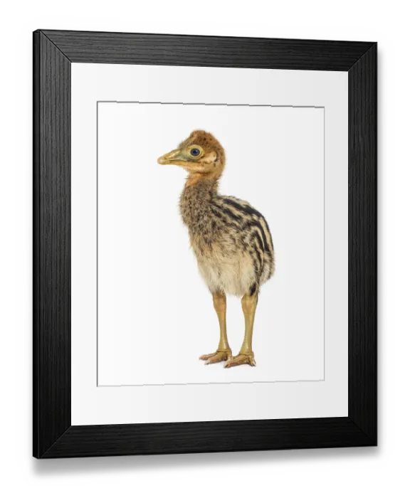 Framed Print : Double-wattled cassowary chick Framed Print : Double-wattled cassowary chick