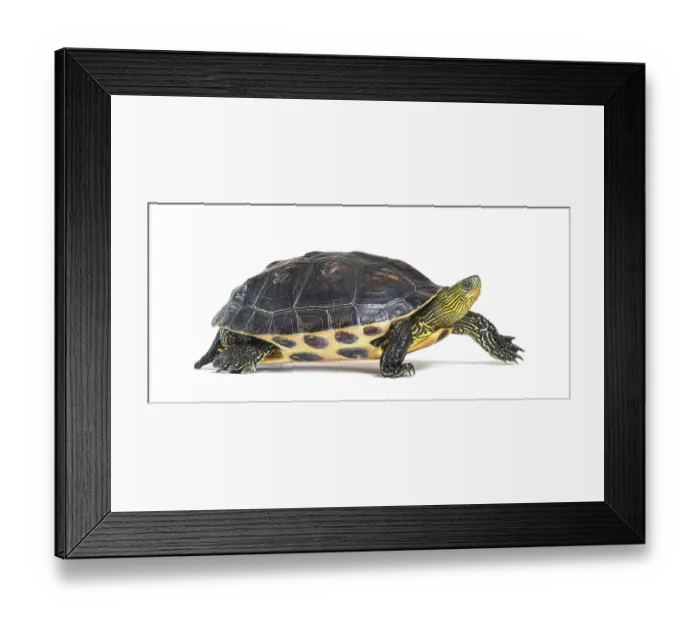Framed Print : Profile of Chinese stripe-necked turtle walking