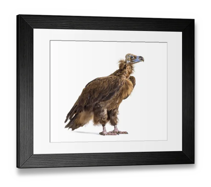 Framed Print : Eurasian black vulture, Aegypius monachus Framed Print : Eurasian black vulture, Aegypius monachus