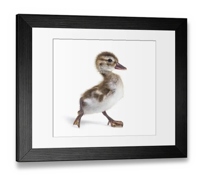 Framed Print : Young duckling of Bernier's teal