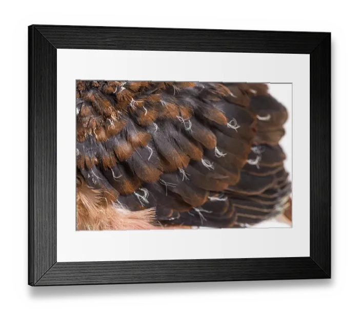 Framed Print : Young feathers of Pink pigeon Chick