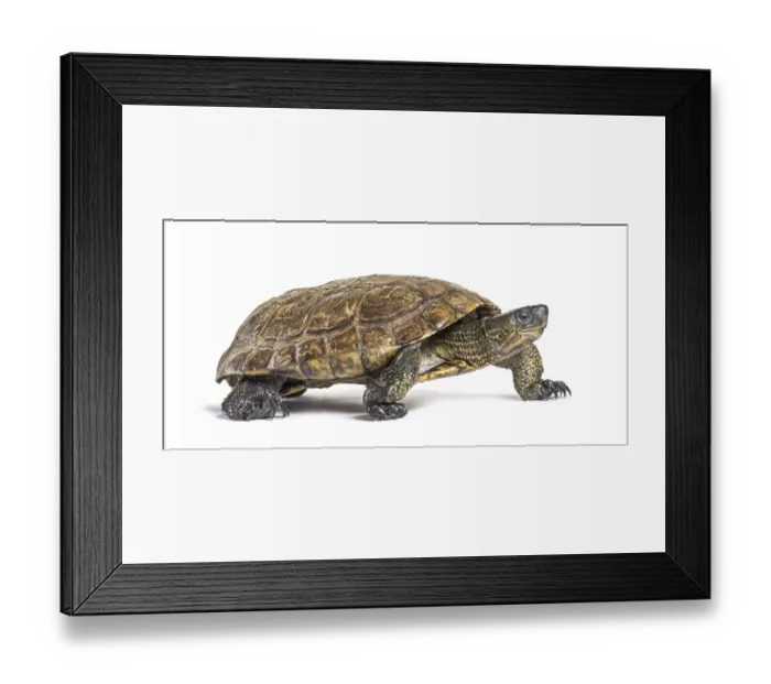 Framed Print : Spanish pond turtle, Mauremys leprosa Framed Print : Spanish pond turtle, Mauremys leprosa