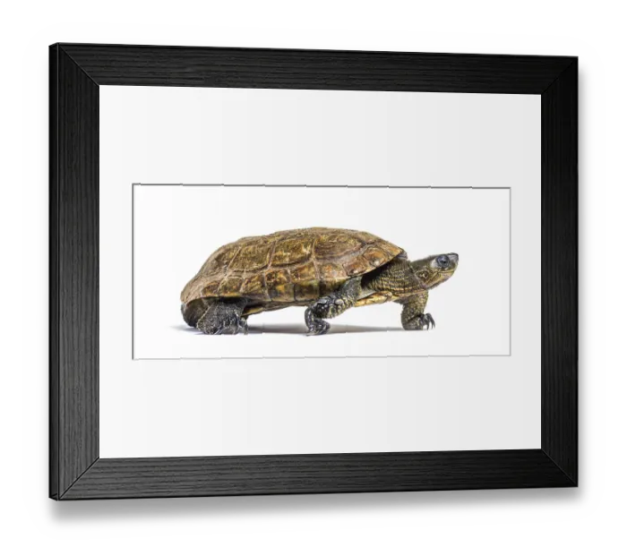 Framed Print : Walking Spanish pond turtle, Mauremys leprosa Framed Print : Walking Spanish pond turtle, Mauremys leprosa