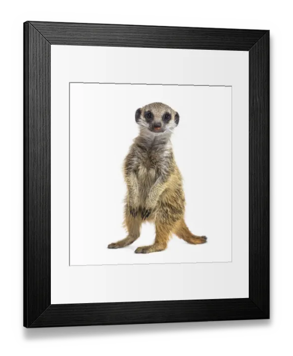Framed Print : Suricate on hind legs, Suricata suricatta Framed Print : Suricate on hind legs, Suricata suricatta