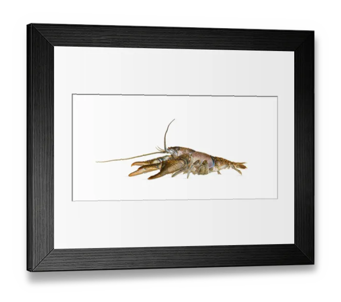 Framed Print : Side view of stone crayfish, Austropotamobius torrentium Framed Print : Side view of stone crayfish, Austropotamobius torrentium