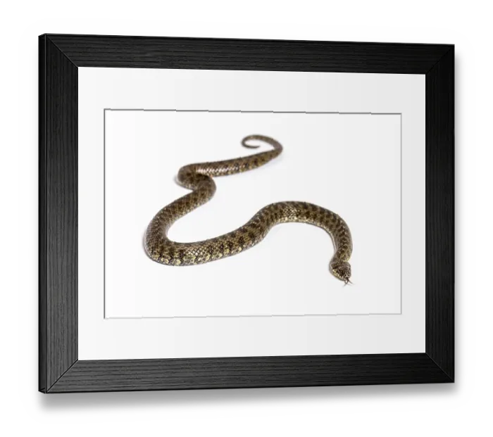 Framed Print : Viperine water snake, Natrix maura Framed Print : Viperine water snake, Natrix maura